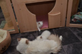 Wurfkiste fr Hunde
